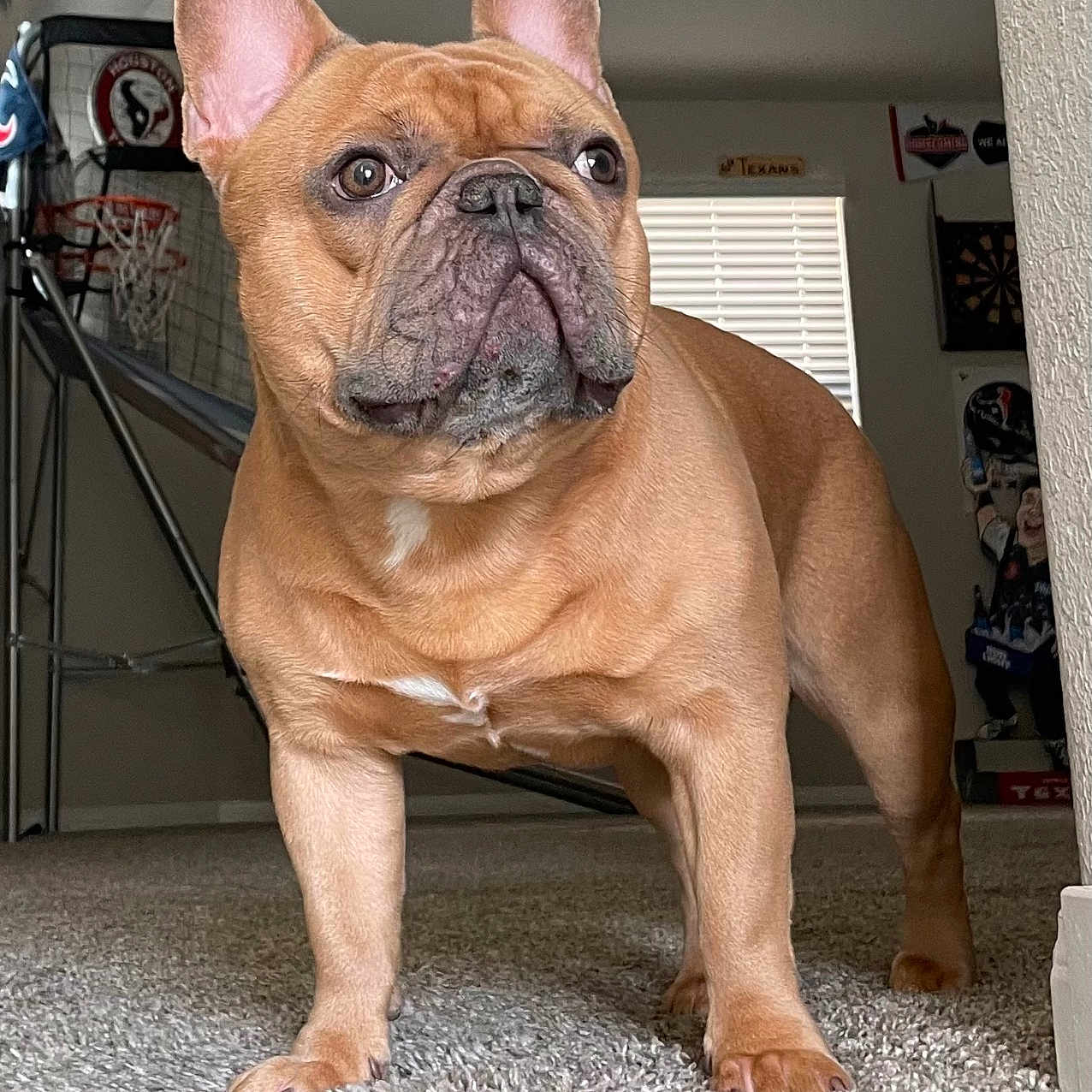 Brownie is registered to the contest to win money with this photo: animal, basketball_game, brown, carpet, companion, decor, dog, ears, face, four_legs, french_bulldog, fur, house, indoor, living_room, looking_away, pet, snout, standing, window