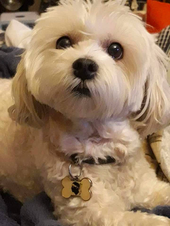 Etoile participe au concours pour gagner de l'argent avec cette photo : canidae, carnivore, companion_dog, dog, dog_breed, dog_collar, dog_supply, fur, labradoodle, maltepoo, poodle_crossbreed, puppy_love, shih_poo, small_terrier, snout, sporting_group, terrier, toy_dog, working_animal, yorkipoo