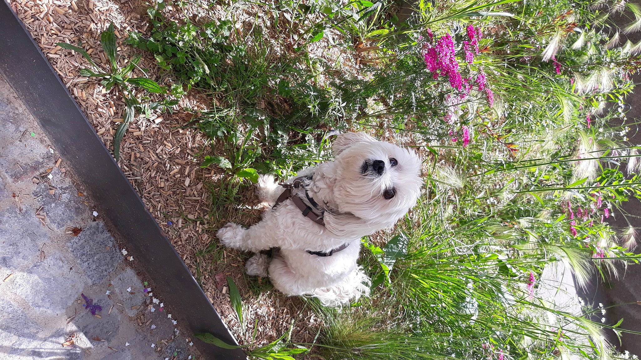 Etoile a rejoint le concours — aidez-le/la à gagner de superbes lots ! canidae, carnivore, companion_dog, dog, dog_breed, fawn, flower, fur, grass, lawn_ornament, plant, shrub, snout, sporting_group, stuffed_toy, toy, toy_dog, tree, twig, wood