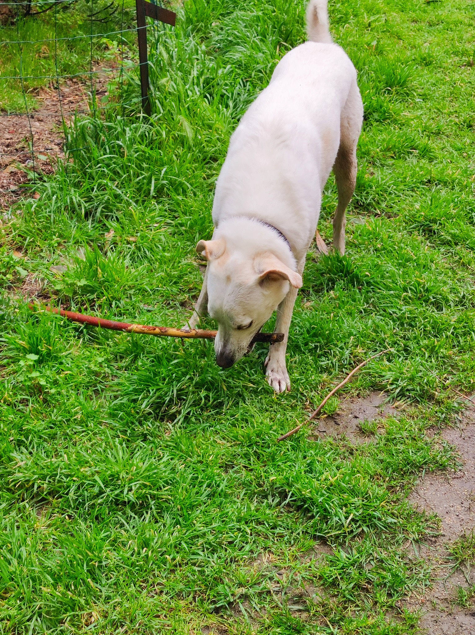 Romeo participe au concours pour gagner de l'argent avec cette photo : canidae, carnivore, collar, companion_dog, dog, dog_breed, dog_supply, fawn, grass, groundcover, leash, non_sporting_group, pasture, pet_supply, plant, snout, sporting_group, tail, terrestrial_animal, working_animal