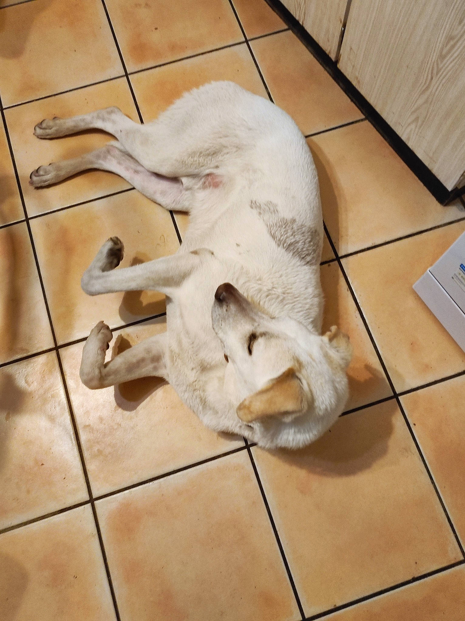 Romeo a rejoint le concours — aidez-le/la à gagner de superbes lots ! canidae, carnivore, companion_dog, dog, dog_breed, fawn, floor, flooring, foot, fur, hardwood, paw, snout, sporting_group, tail, terrestrial_animal, tile_flooring, wood, wood_flooring, working_animal