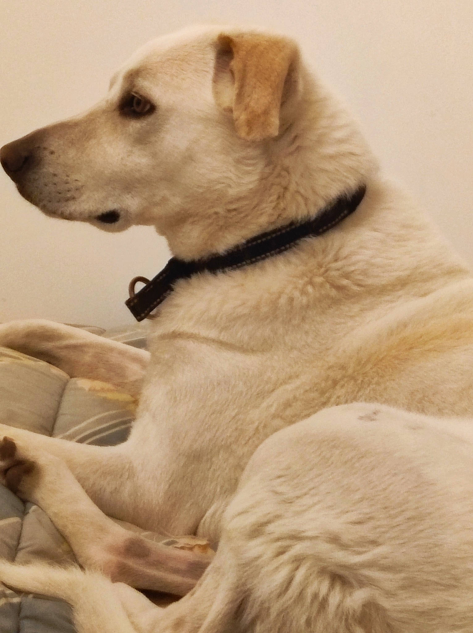 Romeo a rejoint le concours — aidez-le/la à gagner de superbes lots ! canidae, carnivore, companion_dog, dog, dog_breed, fawn, fur, labrador_retriever, monochrome, monochrome_photography, snout, sporting_group, terrestrial_animal, whiskers, wildlife, working_animal