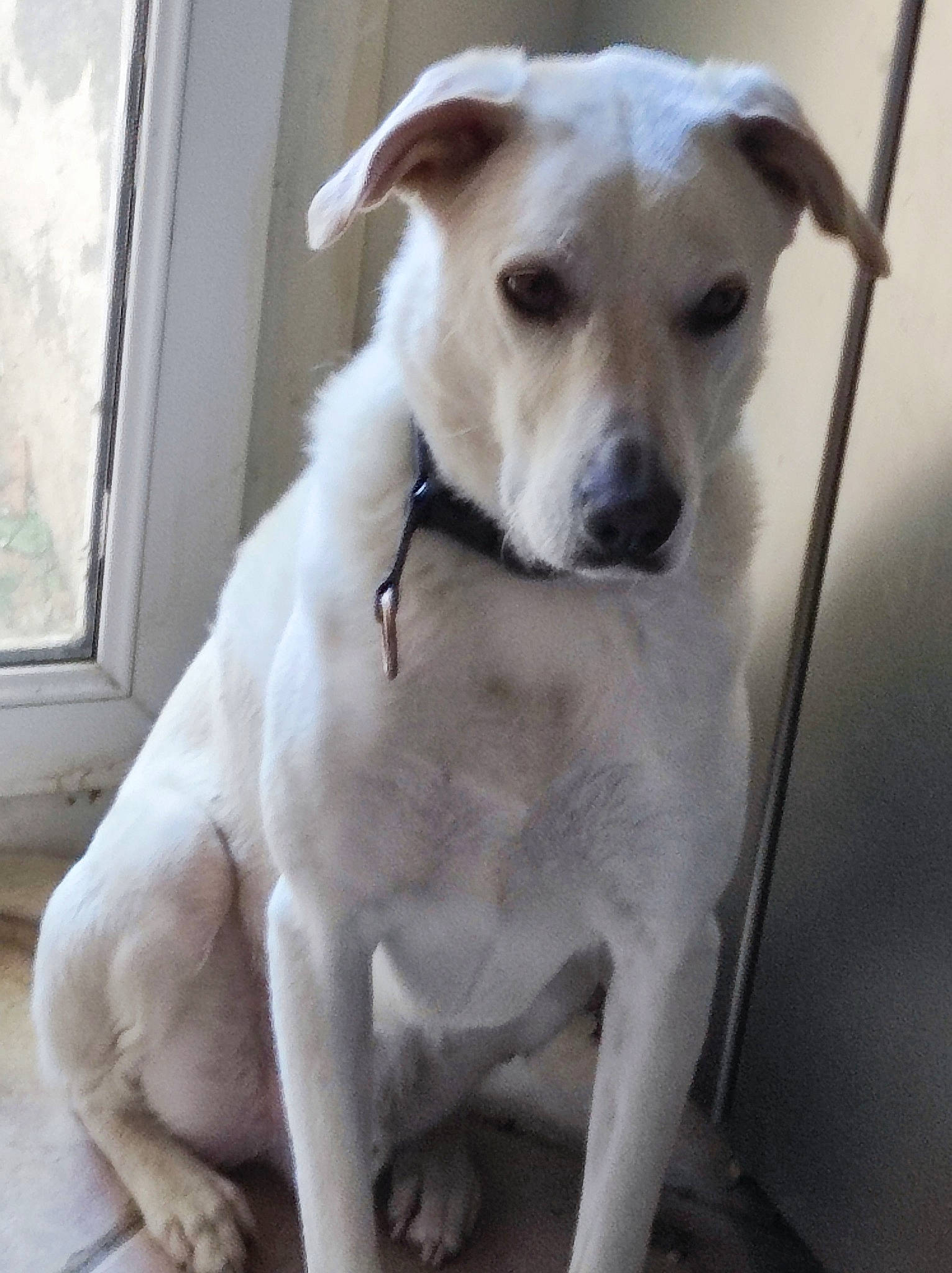 Romeo participe au concours pour gagner de l'argent avec cette photo : canidae, carnivore, collar, companion_dog, dog, dog_breed, dog_collar, dog_supply, fawn, metal, non_sporting_group, paw, pet_supply, snout, sporting_group, tail, terrestrial_animal, whiskers, window, working_animal