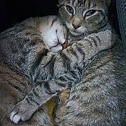 Vodka participe au concours pour gagner de l'argent avec cette photo : cat, tabby, sleeping, snuggling, fur, animal, pet, cute, cozy, closeup, embrace, whiskers, nose, paw, companion, resting, domestic, friendship, indoor, feline