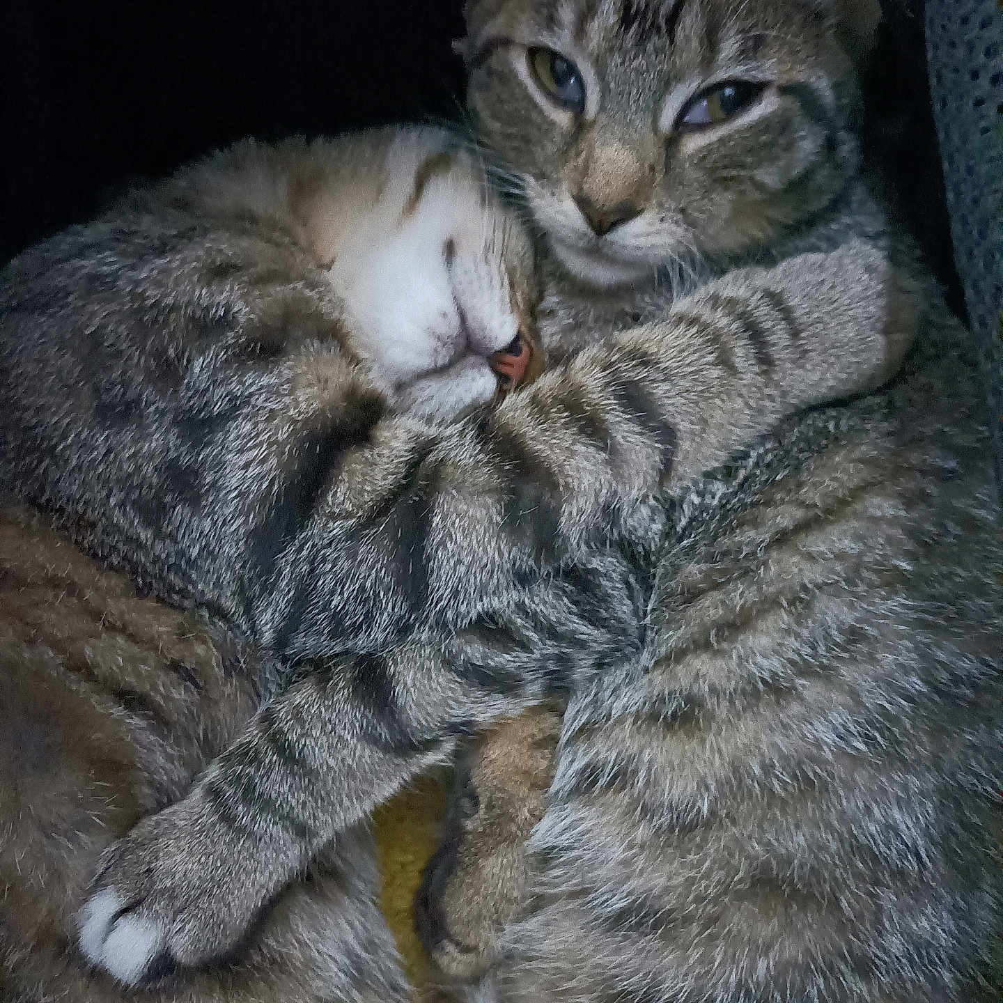 Vodka participe au concours pour gagner de l'argent avec cette photo : animal, cat, closeup, companion, cozy, cute, domestic, embrace, feline, friendship, fur, indoor, nose, paw, pet, resting, sleeping, snuggling, tabby, whiskers