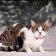 Ulia participe au concours pour gagner de l'argent avec cette photo : cat, tabby, feline, pet, green_eyes, pink_collar, bell, whiskers, white_fur, brown_fur, portrait, closeup, studio_shot, soft_background, snowflakes, carpet, sitting, cute, alert, indoor