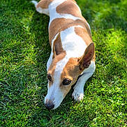 Jeslie participe au concours pour gagner de l'argent avec cette photo : dog, pet, brown_and_white, grass, outdoor, portrait, lying_down, face, eyes, ears, nose, paw, close_up, sunlight, shadow, backyard, greenery, nature, cute, relaxed