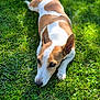 dog, pet, brown_and_white, grass, outdoor, portrait, lying_down, face, eyes, ears, nose, paw, close_up, sunlight, shadow, backyard, greenery, nature, cute, relaxed