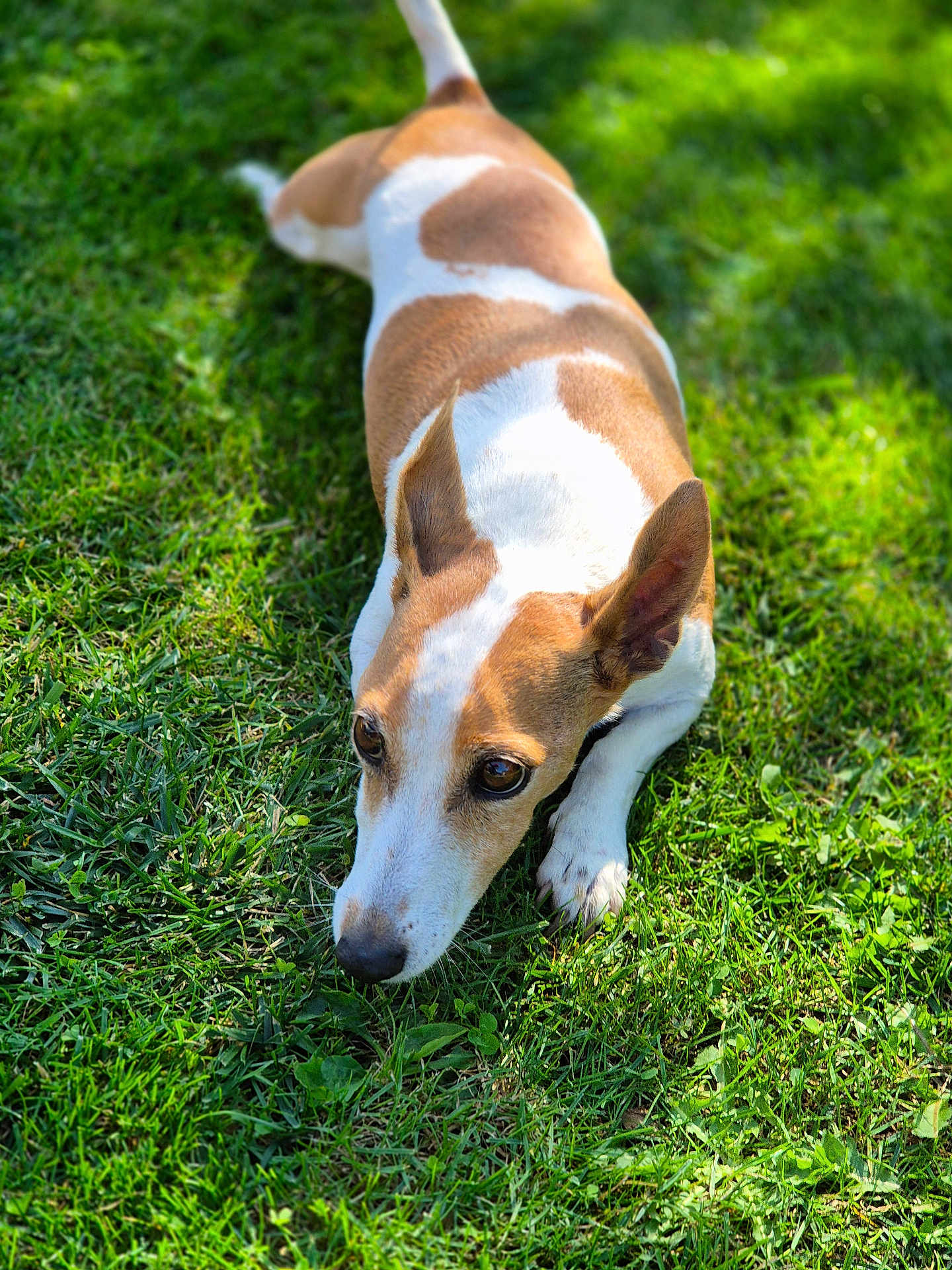 Jeslie participe au concours pour gagner de l'argent avec cette photo : dog, pet, brown_and_white, grass, outdoor, portrait, lying_down, face, eyes, ears, nose, paw, close_up, sunlight, shadow, backyard, greenery, nature, cute, relaxed
