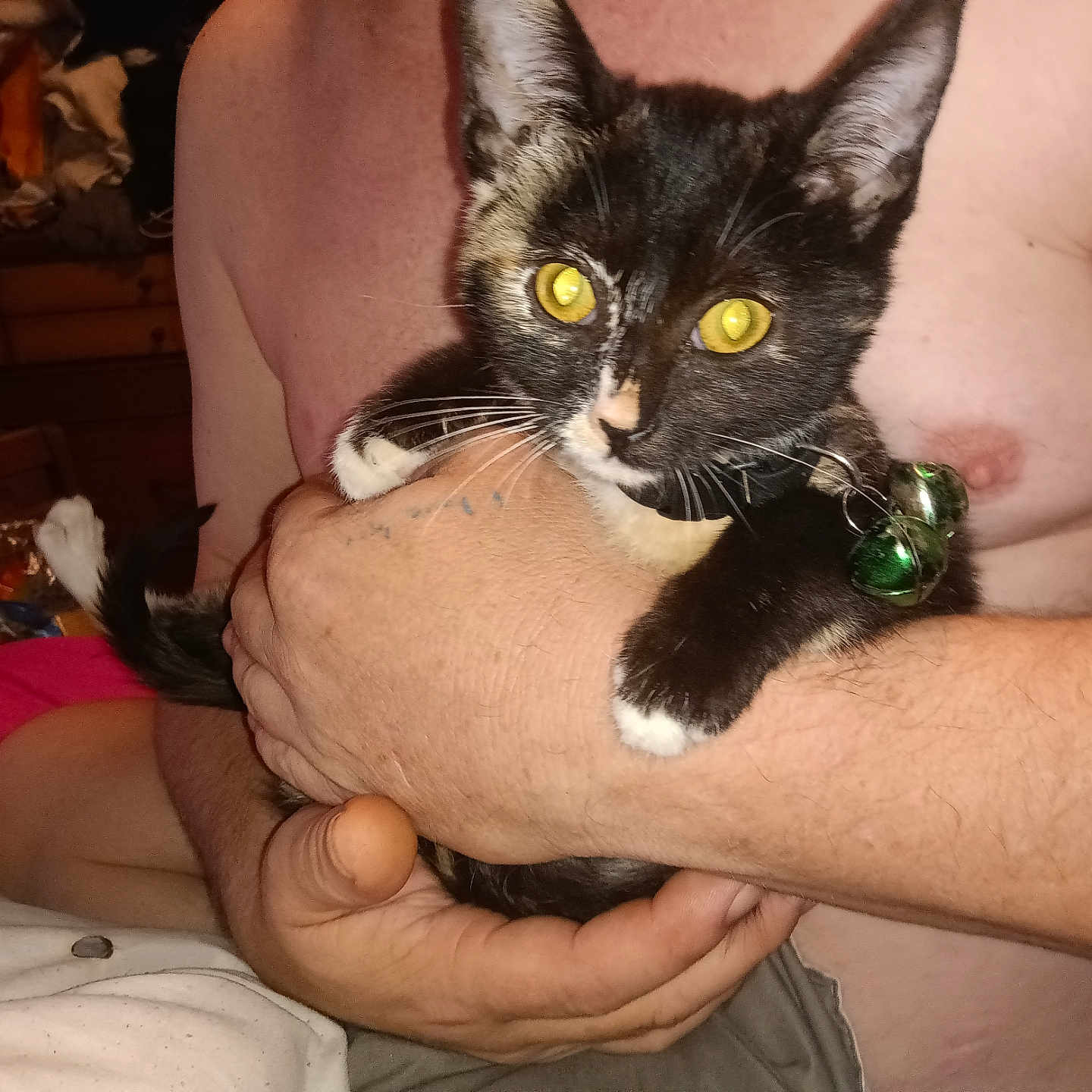 Penelope Jean joined the competition — help win amazing prizes! animal, arms, bells, black_and_white, cat, closeup, clutter, collar, domestic, feline, furniture, hand, holding, indoor, kitten, person, pet, shirtless, skin, yellow_eyes