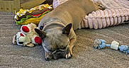 Khloie joined the competition — help win amazing prizes! dog, french_bulldog, sleeping, carpet, pet_bed, toy, plush_toy, rope_toy, indoor, cozy, brown_dog, resting, animal, pet, furniture, cushion, floor, home, relaxing, cute