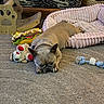 dog, french_bulldog, sleeping, carpet, pet_bed, toy, plush_toy, rope_toy, indoor, cozy, brown_dog, resting, animal, pet, furniture, cushion, floor, home, relaxing, cute