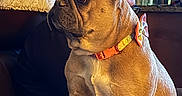 Khloie is registered to the contest to win money with this photo: background, blanket, bow, brown, collar, couch, cozy, dog, ears, face, french_bulldog, furniture, home, indoor, kitchen, leather, looking_away, person, pet, sitting