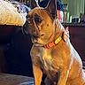 Khloie is registered to the contest to win money with this photo: dog, french_bulldog, pet, collar, bow, couch, leather, person, face, home, indoor, furniture, blanket, sitting, brown, ears, looking_away, cozy, background, kitchen