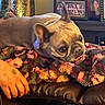Khloie is registered to the contest to win money with this photo: dog, french_bulldog, blanket, chair, hand, leather, indoor, portrait, pet, resting, colorful, cozy, home_decor, photograph, furniture, animal, cute, companion, relaxing, domestic