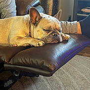Khloie is registered to the contest to win money with this photo: arm, brown, calm, carpet, cozy, decor, dog, foot, french_bulldog, furniture, gnome, home, indoor, leather, ottoman, patriotic, pet, relaxing, resting, sleeping