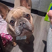 Khloie joined the competition — help win amazing prizes! dog, french_bulldog, pet, indoor, floor, couch, blanket, brown_dog, curious, looking_up, canine, domestic_animal, wooden_floor, ears, face, animal, companion, home, cute, small_dog
