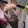 dog, french_bulldog, pet, indoor, floor, couch, blanket, brown_dog, curious, looking_up, canine, domestic_animal, wooden_floor, ears, face, animal, companion, home, cute, small_dog