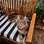 Utah participe au concours pour gagner de l'argent avec cette photo : cat, tabby_cat, wooden_chair, striped_cushion, green_eyes, outdoor, garden, fur, pet, animal, relaxed, curious, feline, whiskers, paw, seat, nature, wood, striped, closeup