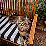 cat, tabby_cat, wooden_chair, striped_cushion, green_eyes, outdoor, garden, fur, pet, animal, relaxed, curious, feline, whiskers, paw, seat, nature, wood, striped, closeup