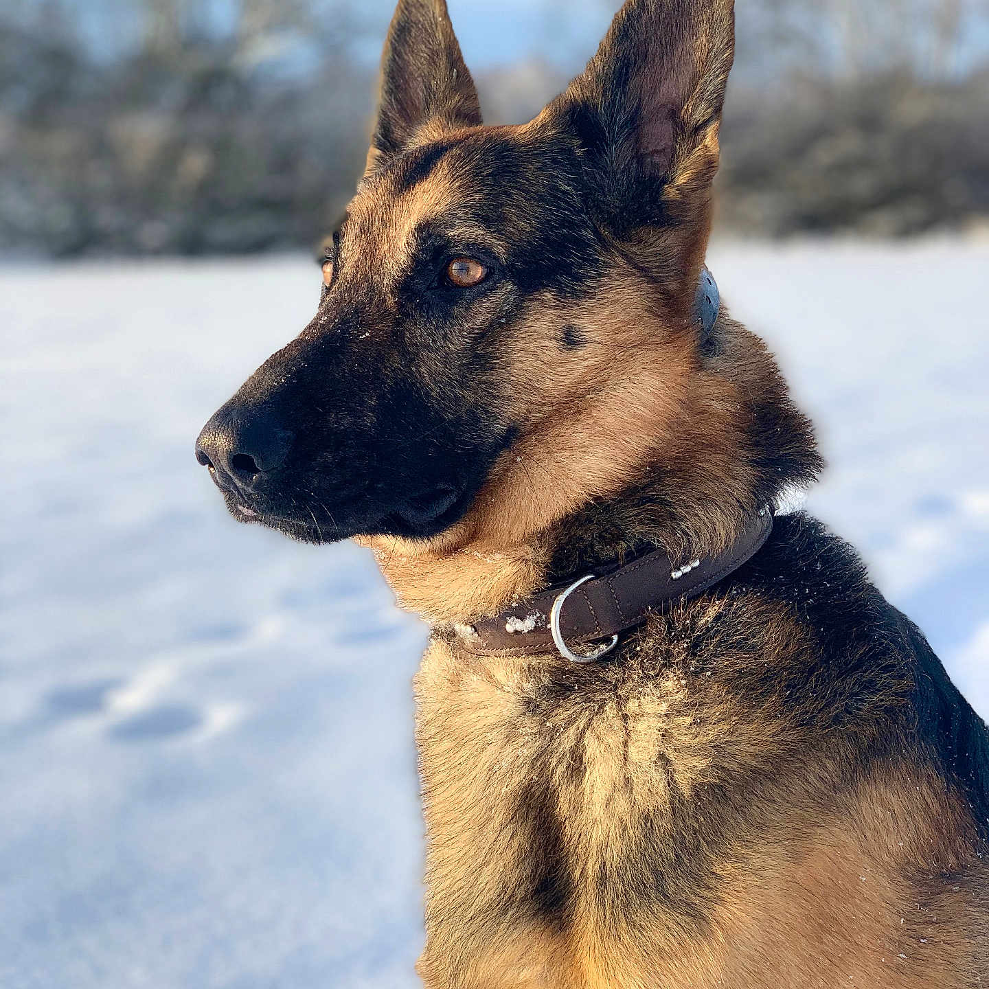 Blacky participe au concours pour gagner de l'argent avec cette photo : animal, canine, dog, germanshepherd, pet, policedog, puppy, snout