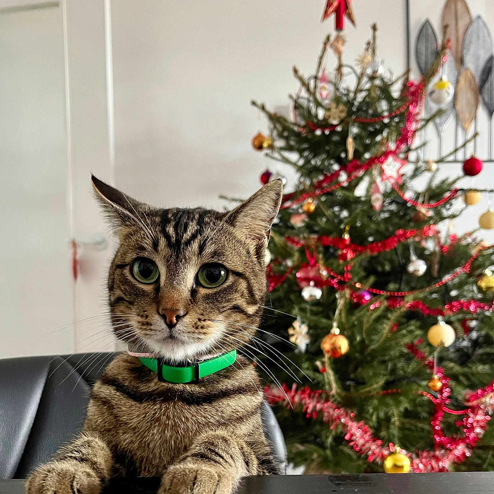 Rio participe au concours pour gagner de l'argent avec cette photo : abyssinian, accessories, animal, cat, christmas, christmasdecorations, christmastree, christmastreeornaments, conifer, desk, festival, furniture, kitten, manx, ornament, pet, pine, plant, table, tree