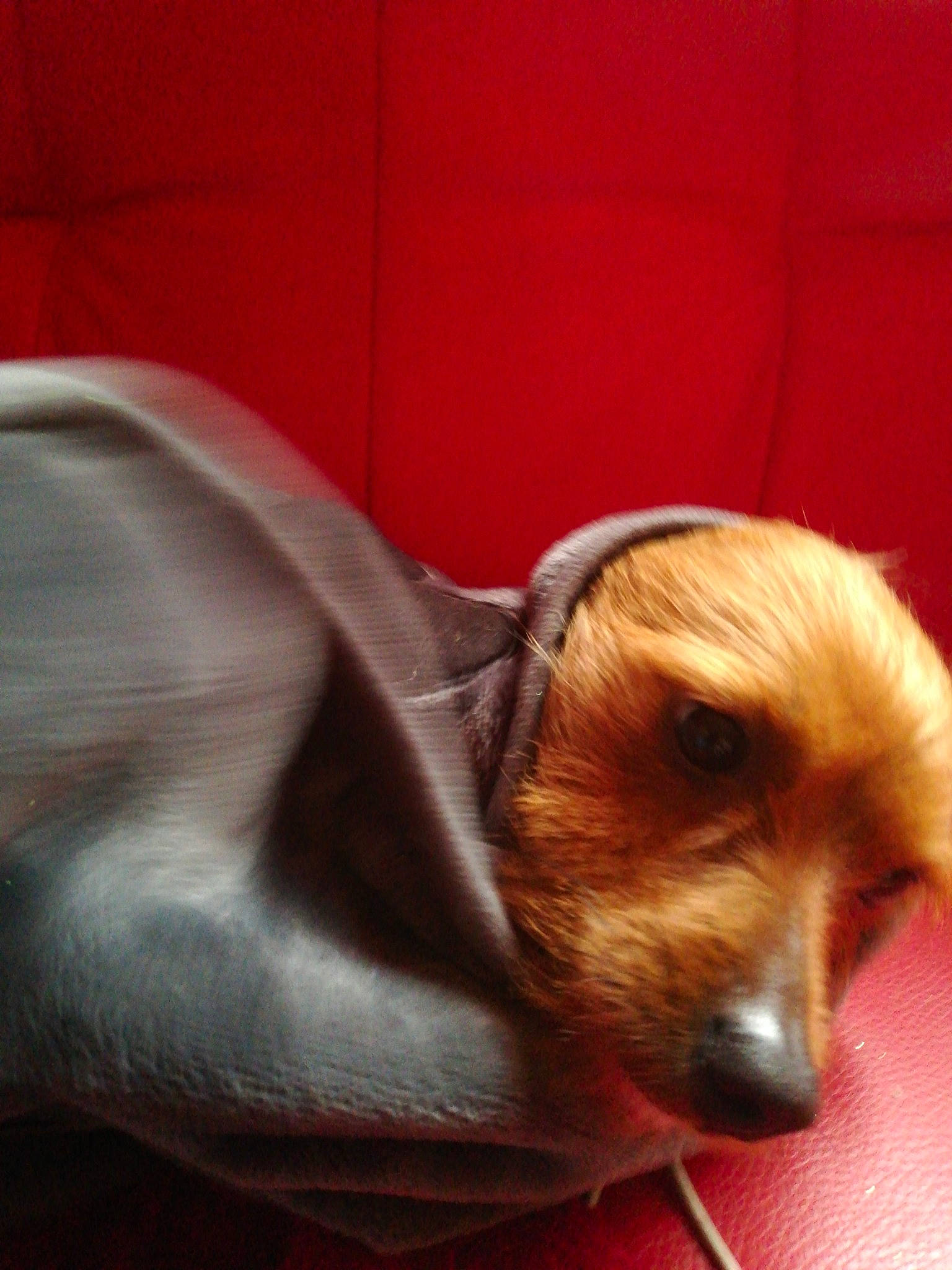 Chanel participe au concours pour gagner de l'argent avec cette photo : canidae, caramel_color, carnivore, companion_dog, dog, dog_breed, ear, fawn, mammal, puppy, puppy_love, snout, sporting_group