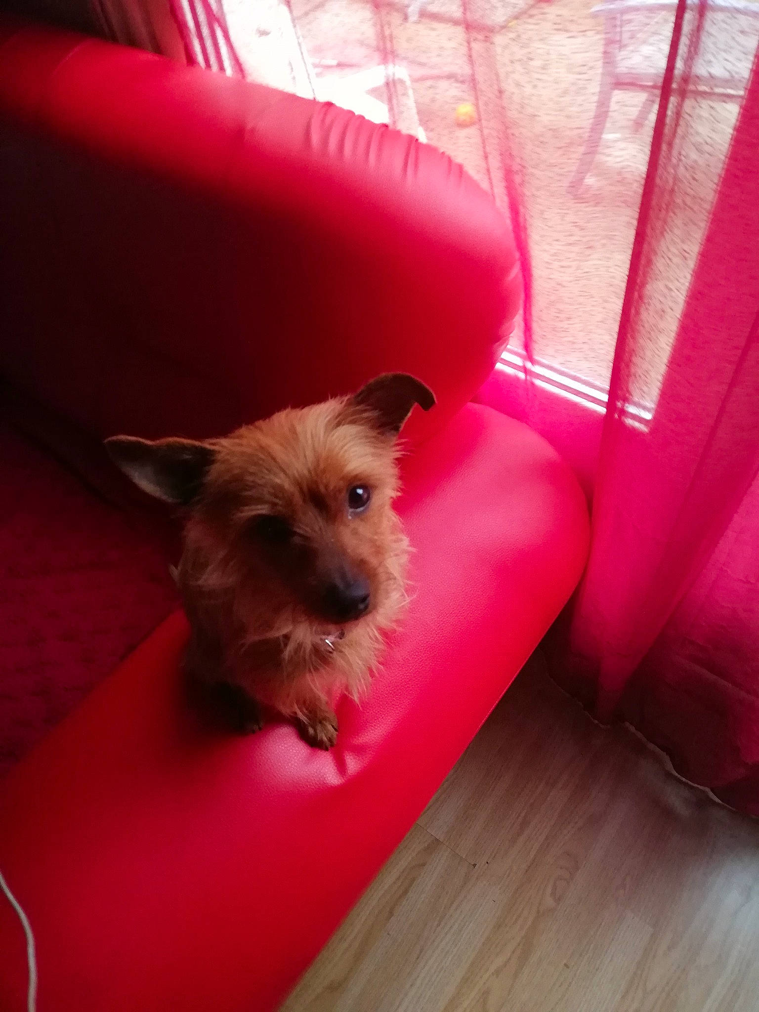 Chanel participe au concours pour gagner de l'argent avec cette photo : australian_terrier, cairn_terrier, canidae, carnivore, companion_dog, dog, dog_breed, fawn, mammal, morkie, norfolk_terrier, norwich_terrier, pink, puppy, rare_breed_dog, small_terrier, terrier, toy_dog, west_highland_white_terrier, yorkshire_terrier