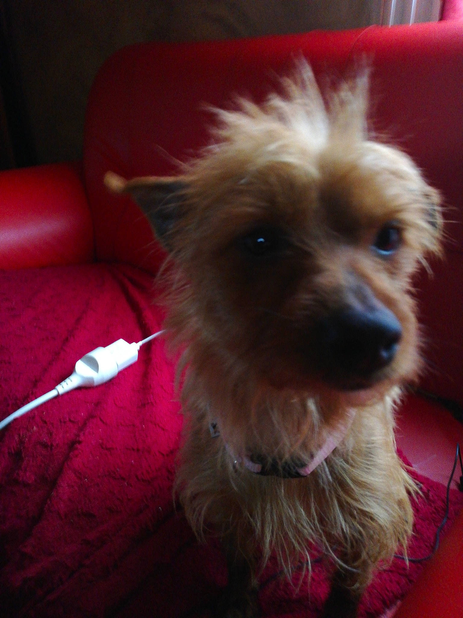 Chanel participe au concours pour gagner de l'argent avec cette photo : australian_silky_terrier, australian_terrier, cairn_terrier, canidae, carnivore, companion_dog, dog, dog_breed, glen_of_imaal_terrier, mammal, morkie, norfolk_terrier, norwich_terrier, puppy, rare_breed_dog, small_terrier, snout, terrier, vertebrate, yorkshire_terrier