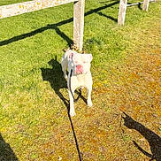 Newton a rejoint le concours — aidez-le/la à gagner de superbes lots ! dog, white_dog, grass, park, leash, shadow, fence, sunny, outdoor, residential, buildings, daytime, pet, animal, nature, greenery, walk, canine, summer, sky