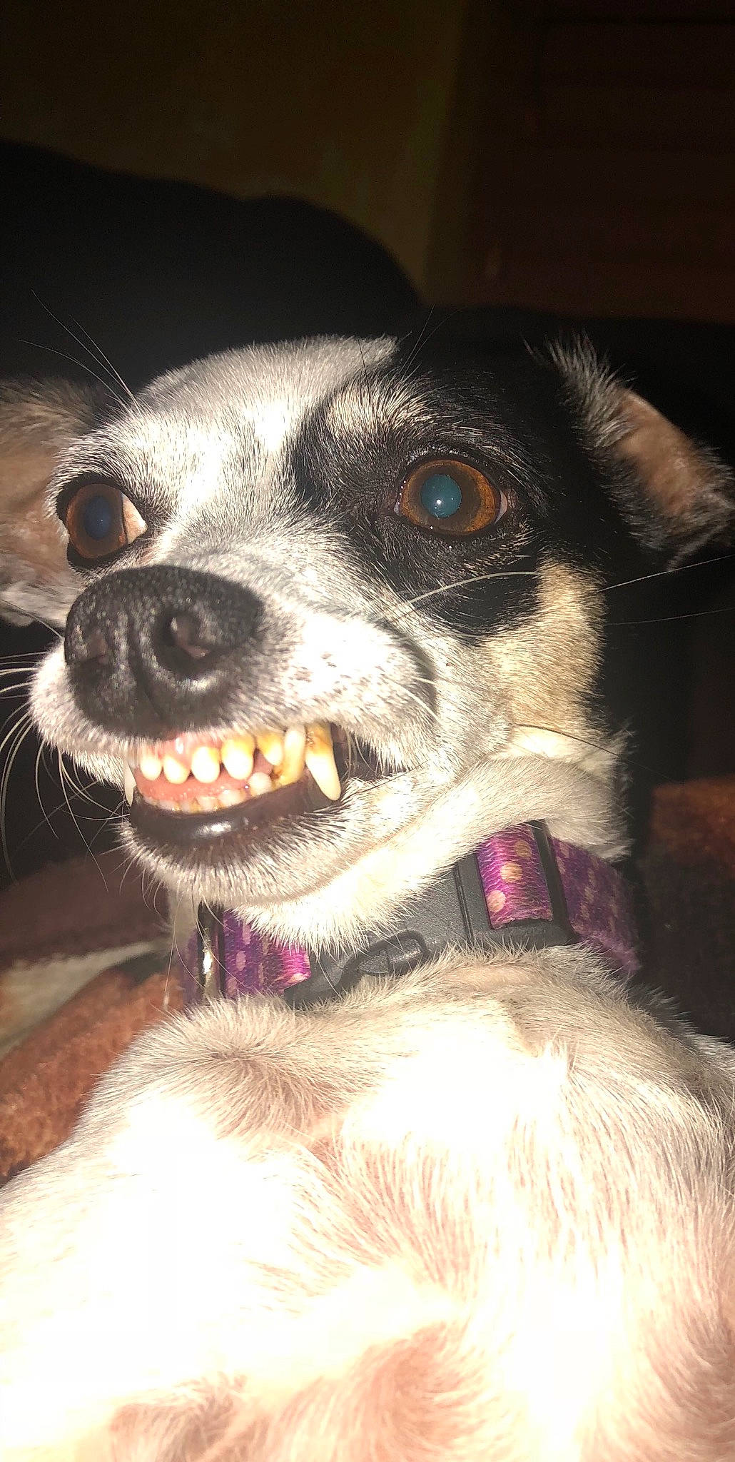 Chita is registered to the contest to win money with this photo: canidae, carnivore, collar, companion_dog, dog, dog_breed, dog_collar, ear, fang, fawn, fur, head, non_sporting_group, puppy, snout, sporting_group, terrier, whiskers, working_animal, working_dog