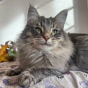 Yoshi a rejoint le concours — aidez-le/la à gagner de superbes lots ! animal, autumn_leaves, bedspread, cat, close_up, cozy, cute, feline, fluffy, fur, green_eyes, indoor, patterned_fabric, paws, pet, portrait, relaxed, soft_light, tabby, whiskers