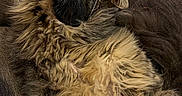 Artemis is registered to the contest to win money with this photo: cat, feline, fluffy, long_hair, calico, brown, black, cream, belly, whiskers, ears, eyes, paws, upside_down, lying, couch, indoor, portrait, pet, cozy