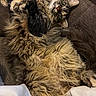 cat, feline, fluffy, long_hair, calico, brown, black, cream, belly, whiskers, ears, eyes, paws, upside_down, lying, couch, indoor, portrait, pet, cozy