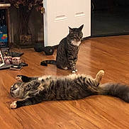 Artemis is registered to the contest to win money with this photo: cat, cats, tabby, striped_fur, pet, animal, indoor, hardwood_floor, lying_down, sitting, upside_down, relaxed, playful, furry, tail, paws, bookshelf, books, open_door, home_interior