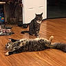 cat, cats, tabby, striped_fur, pet, animal, indoor, hardwood_floor, lying_down, sitting, upside_down, relaxed, playful, furry, tail, paws, bookshelf, books, open_door, home_interior