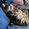 Artemis is registered to the contest to win money with this photo: cat, tabby_cat, fluffy, long_hair, sleeping, relaxed, upside_down, paw, whiskers, indoor, bed, blanket, blue_blanket, cozy, person, arm, gray_clothing, pet, nap, cute