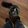 Artemis joined the competition — help win amazing prizes! cat, tabby_cat, fluffy, long_hair, pet, animal, whiskers, ears, eyes, tail, furry, sitting, indoor, wooden_floor, home, shoes, legs, photography, portrait, overhead_view