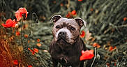Athena a rejoint le concours — aidez-le/la à gagner de superbes lots ! dog, flower, poppy, plant, outdoor, nature, animal, portrait, grass, greenery, red_flower, canine, cute, pet, summer, field, closeup, fur, eyes, background_blur