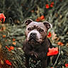 dog, flower, poppy, plant, outdoor, nature, animal, portrait, grass, greenery, red_flower, canine, cute, pet, summer, field, closeup, fur, eyes, background_blur