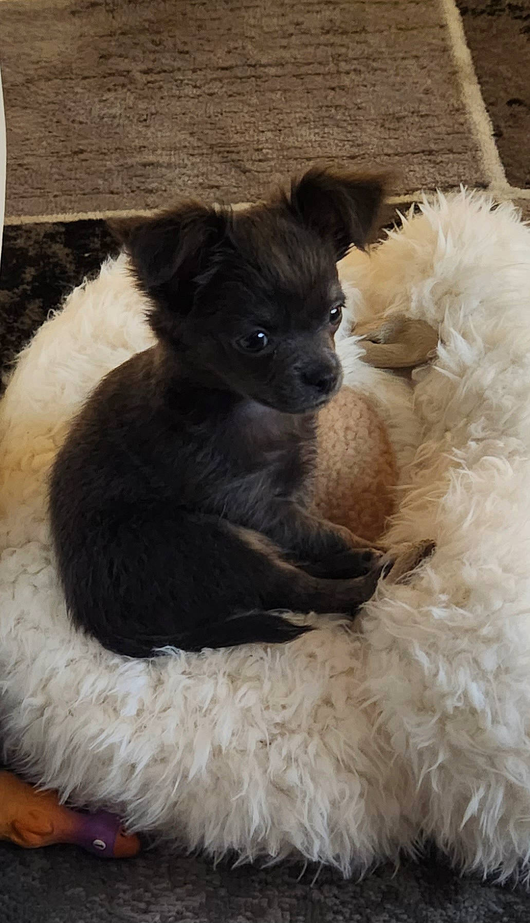 Booba participe au concours pour gagner de l'argent avec cette photo : canidae, carnivore, claw, companion_dog, dog, dog_breed, fawn, fur, liver, paw, puppy_love, snout, sporting_group, tail, terrestrial_animal, terrier, toy, toy_dog, whiskers, working_animal