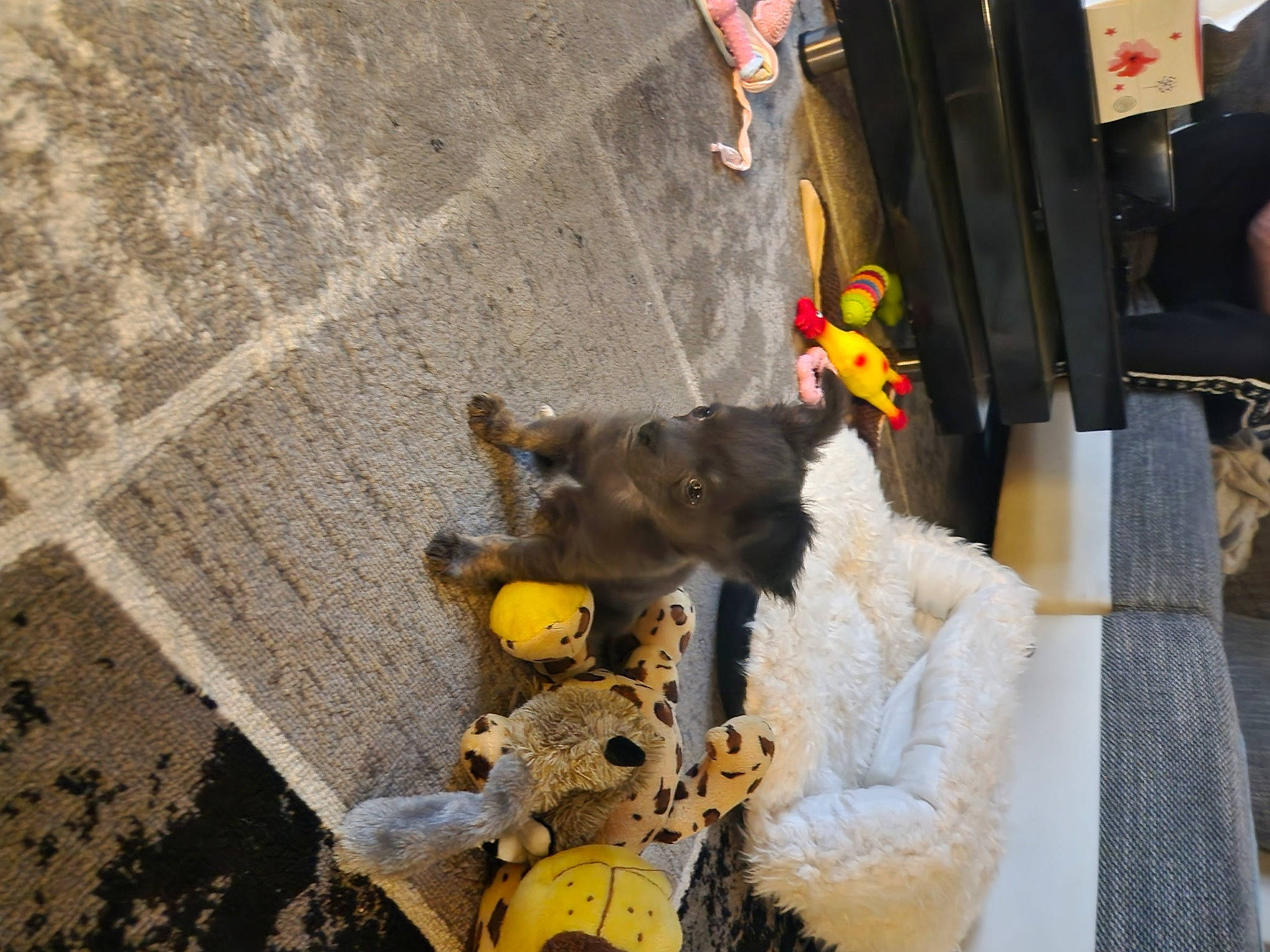 Booba participe au concours pour gagner de l'argent avec cette photo : asphalt, canidae, carnivore, companion_dog, concrete, dog, dog_breed, fur, road, road_surface, shadow, sidewalk, sporting_group, street, working_animal, yellow