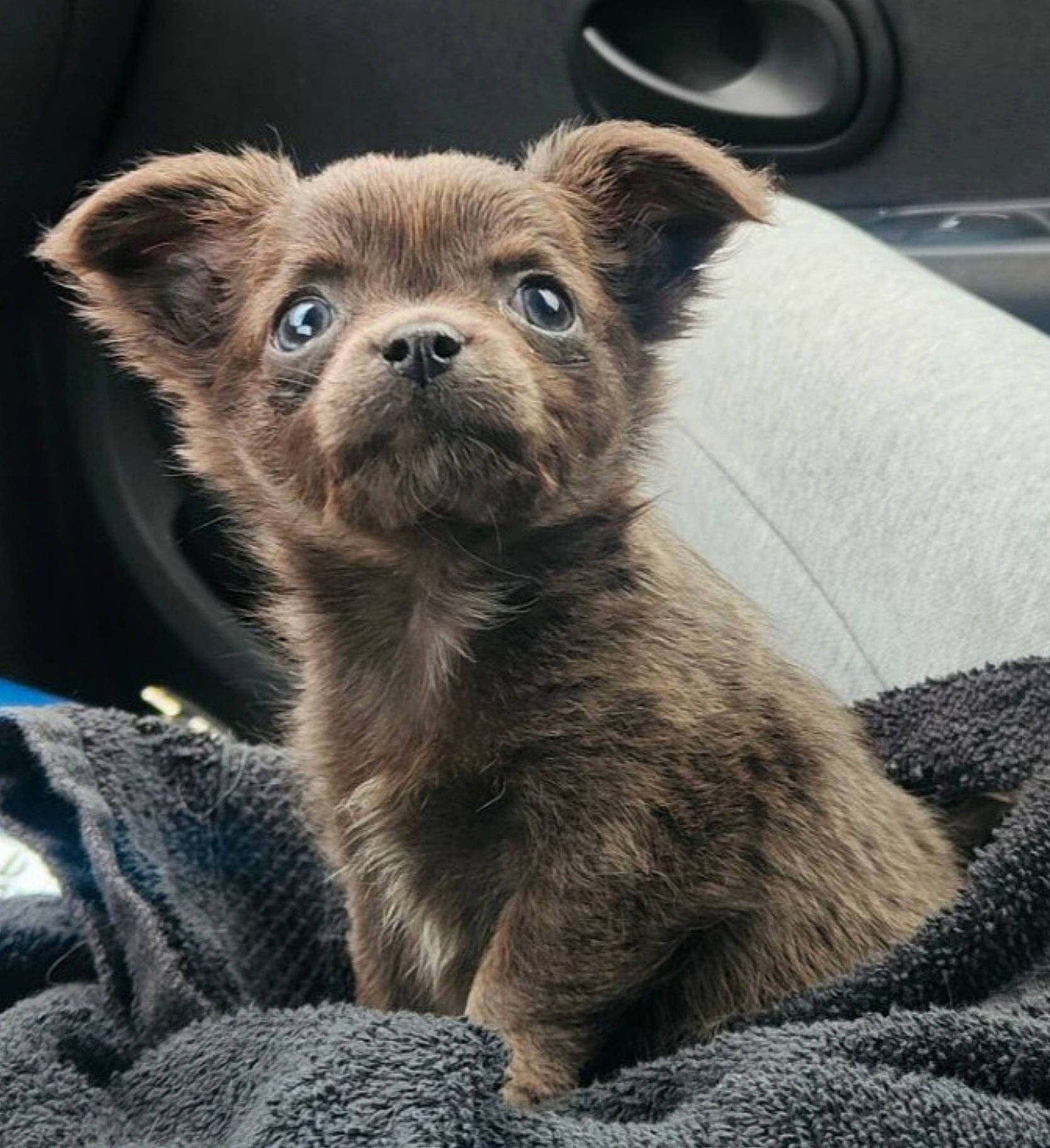 Booba participe au concours pour gagner de l'argent avec cette photo : ancient_dog_breeds, canidae, carnivore, chihuahua, companion_dog, dog, dog_breed, fur, non_sporting_group, puppy, snout, sporting_group, terrestrial_animal, toy_dog, whiskers, working_animal
