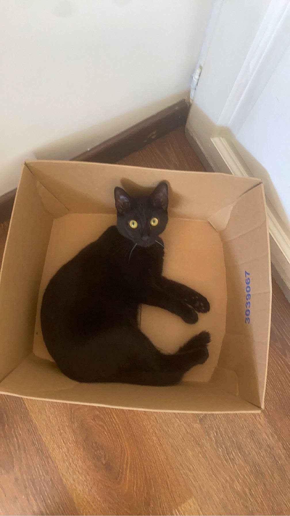 Smok participe au concours pour gagner de l'argent avec cette photo : black_cat, bombay, box, cardboard, carnivore, cat, cat_supply, comfort, felidae, flooring, hardwood, packaging_and_labeling, paper_product, pet_supply, rectangle, room, small_to_medium_sized_cats, tail, whiskers, wood