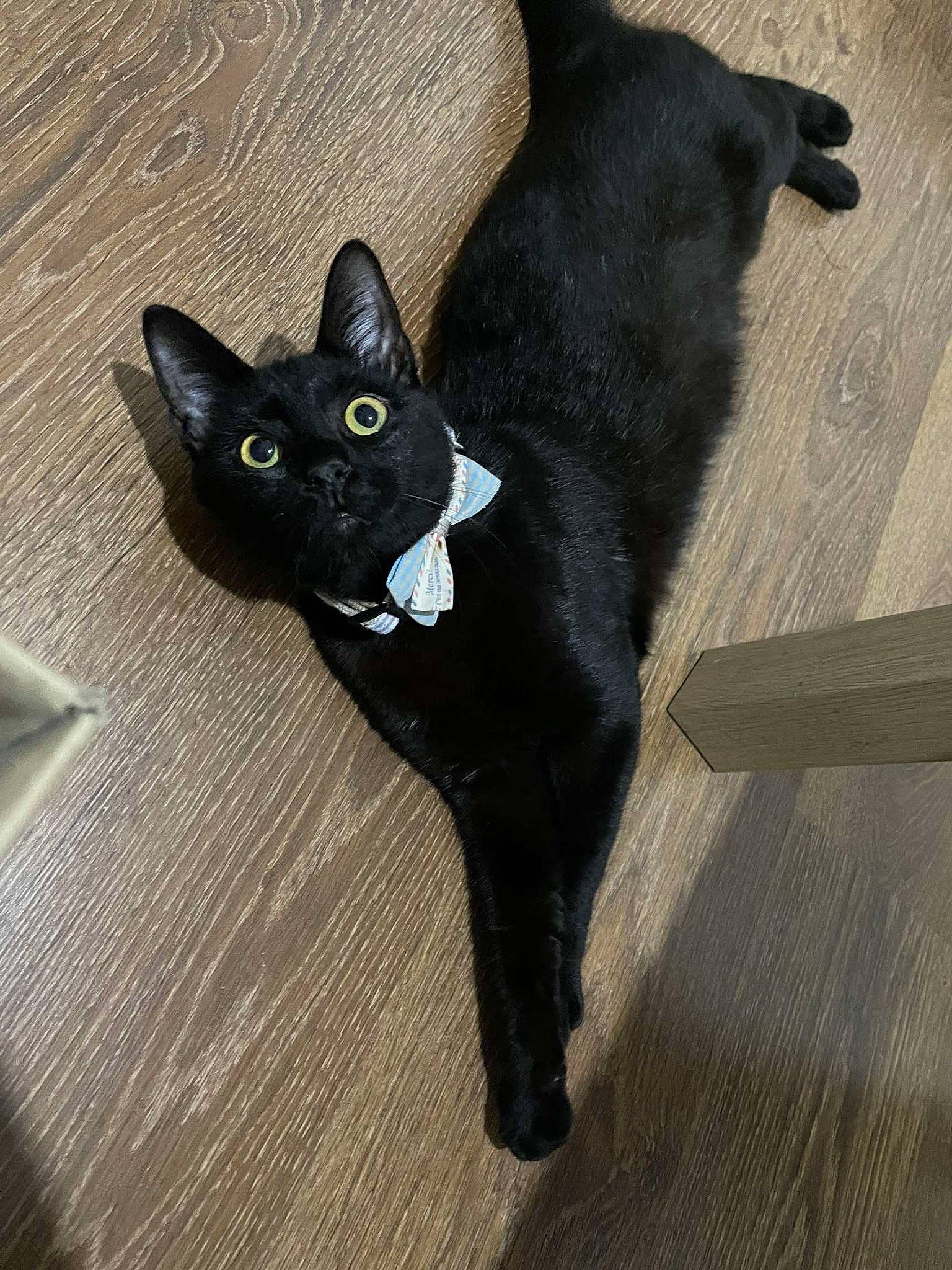 Smok participe au concours pour gagner de l'argent avec cette photo : black_cat, bombay, carnivore, cat, domestic_short_haired_cat, felidae, flooring, fur, hardwood, havana_brown, small_to_medium_sized_cats, snout, tail, whiskers, wood