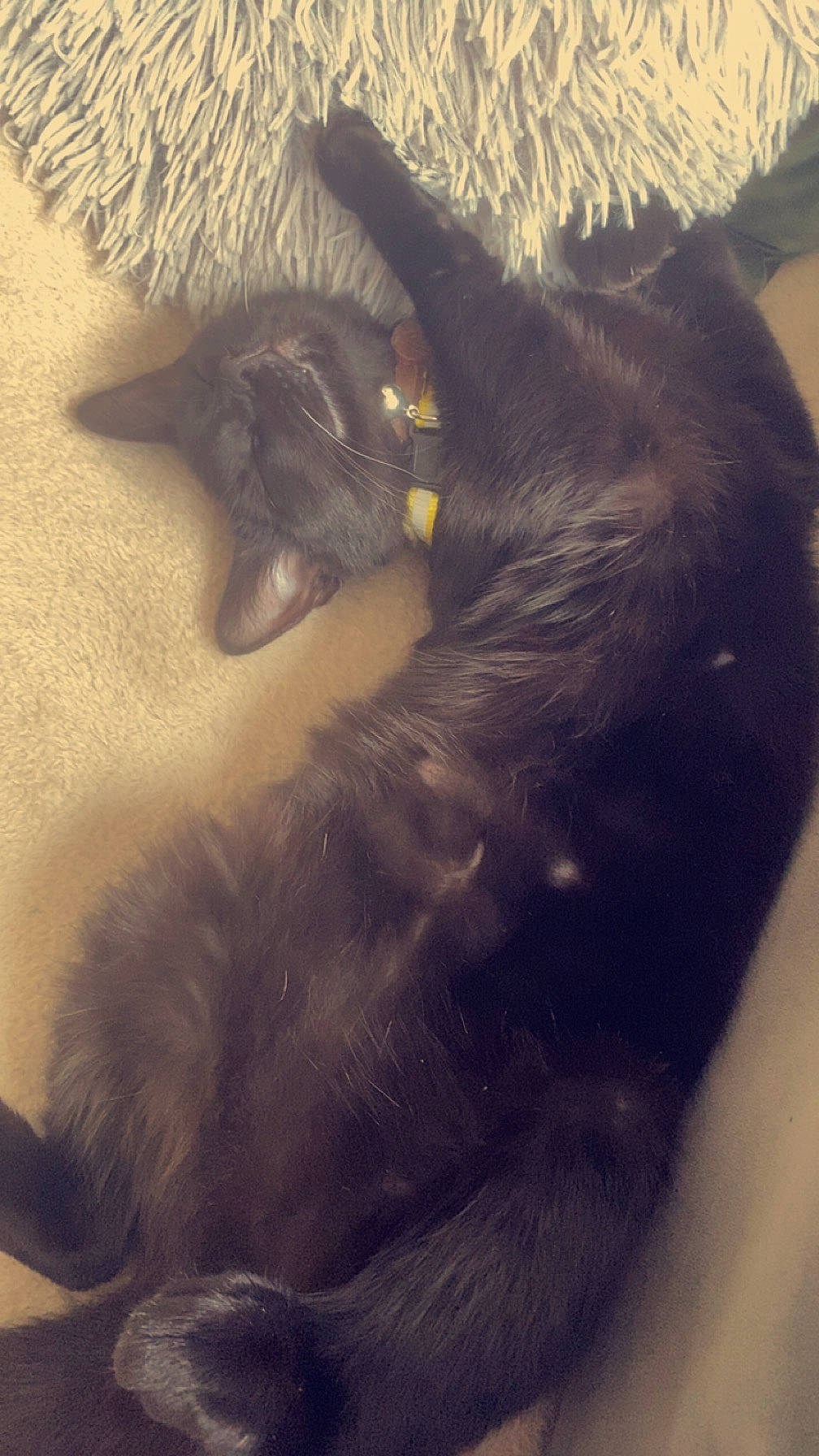 Smok a rejoint le concours — aidez-le/la à gagner de superbes lots ! black_cat, canidae, carnivore, cat, claw, cloud, comfort, dog_breed, domestic_short_haired_cat, ear, fang, felidae, fur, grey, nap, paw, small_to_medium_sized_cats, snout, tail, whiskers