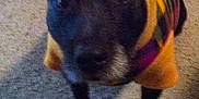 Oreo is registered to the contest to win money with this photo: