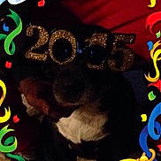 Oreo is registered to the contest to win money with this photo: