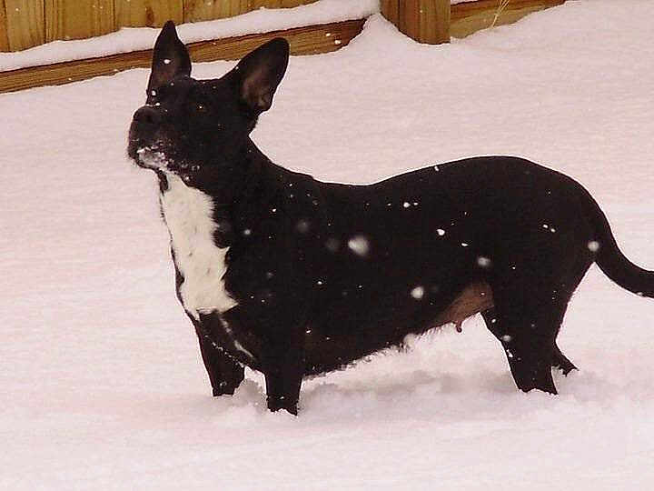 Oreo