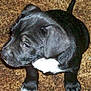Oreo is registered to the contest to win money with this photo: